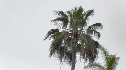 Palm tree in Caribbean in wind, storm is coming with grey sky