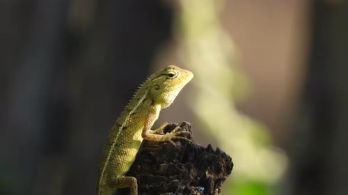 Lizard in wood - waiting for food .