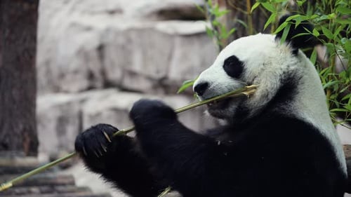 Cute Happy Funny Giant Panda Eating Bamboo