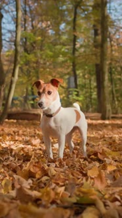 Dog in Autumn Park with Colorful Leaves