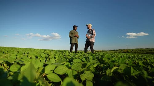 Two Farmers Stand on Soybean Field Discuss Harvest Crops