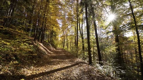 A Pathway Through a Forest Lined with Colorful Foliage in Fall Sun Shines Through Trees