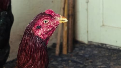 Roosters In The Garden At Animal Farm 4