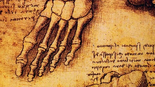 Dibujos de anatomía 03