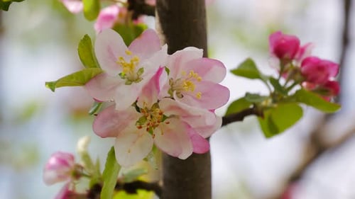 Flowering apple tree. Apple buds closeup. Apple blossom flower.