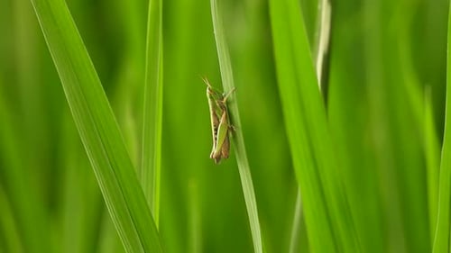 Grasshopper - relaxing - green grass ,