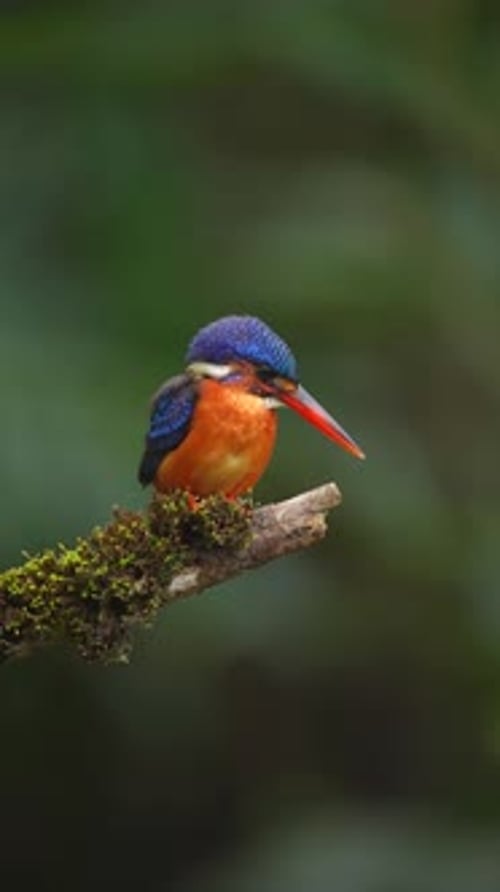 Malachite Kingfisher Preens Feathers on Branch