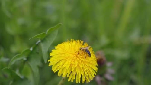 Bee Collecting Pollen on a Bright Yellow Dandelion