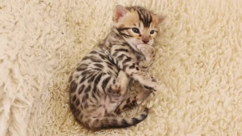 Blick von oben auf lustige kleine Katze leckt Pfoten, die auf Teppichen liegen, gestreiftes Kätzchen l Süße neugeborene Katze drinnen