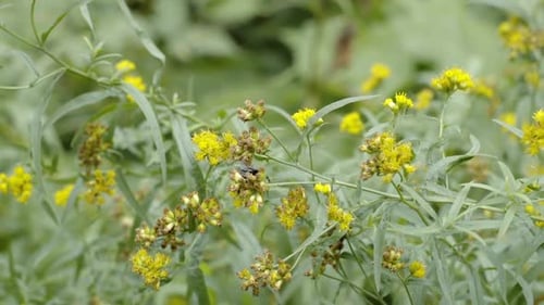 Slow motion close up bumblebee pollenating wildflowers