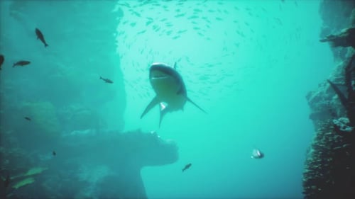 A Large Shark Swimming Over a Coral Reef