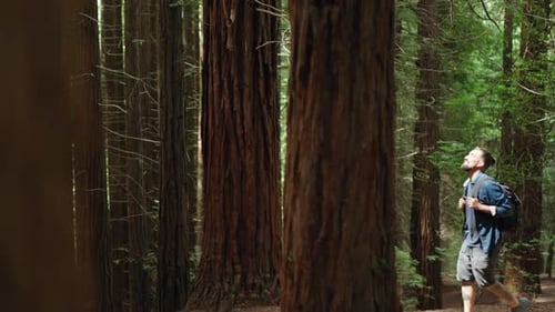 Caucasian Man Walking in a Forest Surrounded By Huge Trees
