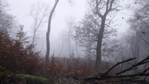 Spätherbstbild im mystischen Nebel, der einen kaputten Baum und den blattlosen Laubwald zum Vorschein bringt