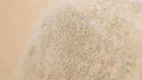 Mold Growth Close Up Macro Shot