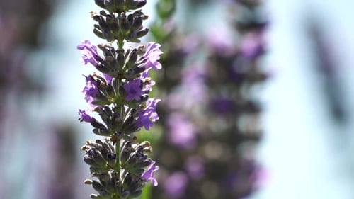 Close Up of Blooming Lavender Flower in Sunlight
