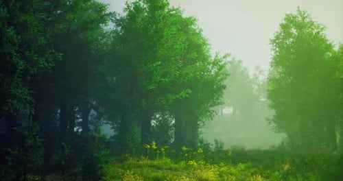 Lush Green Forest with Mist and Sunlight Filtering Through Trees