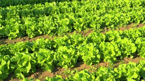 close-up of lettuce plantation in diagonal rows, organic gimbal cultivation in the field