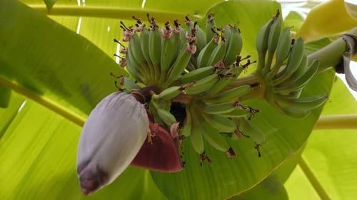Closeup of Banana Tree with Opening Inflorescence and Small Green Banana Fruits