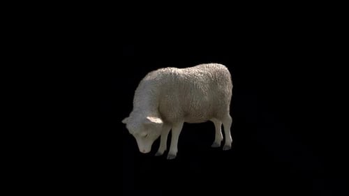 Sheep Guze und Idle