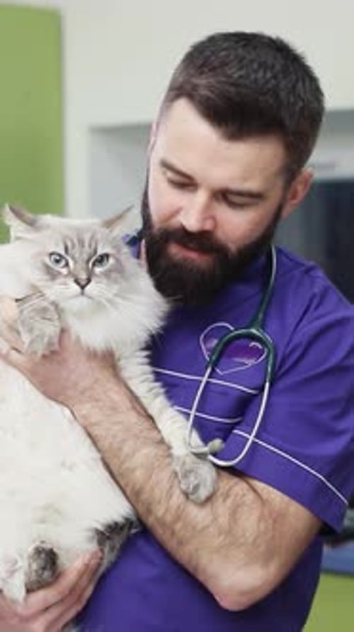 Veterinarian Holding Fluffy White Cat in Clinic