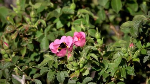Pollinating Bee on Dog Rose flower