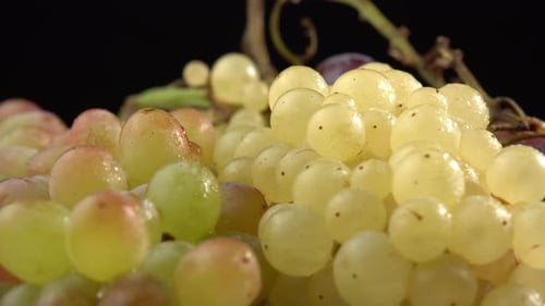 Traube hautnah, Konzeptweinherstellung, Weinproduktion, Rebsorte. Frische Weintrauben