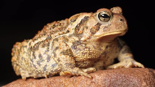Close-up shot of an American Toad