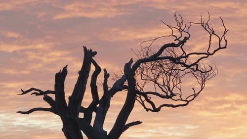 Tree in muddy field at sunrise with puddles