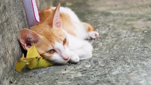 Cute Orange and White Kitten Relaxing on Concrete