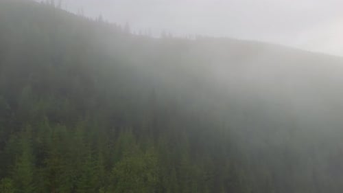 Capturing serene misty morning forest from above, fog weaves through lush green trees, creating tran