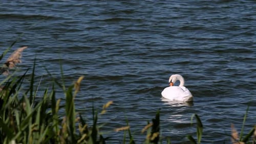 Seul un cygne blanc nage sur l'eau d'un lac tranquille près de roseaux