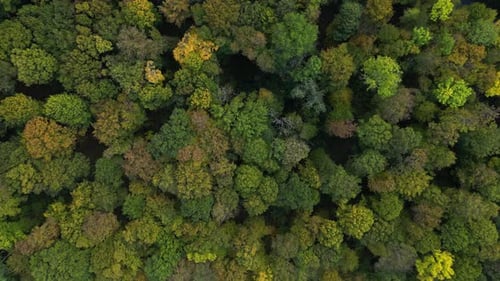 Forest in Autumn 44