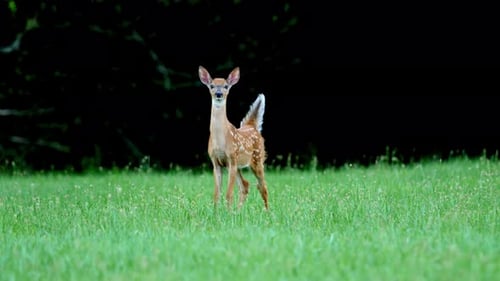 Spotted Fawn Standing Alert in Grassy Meadow