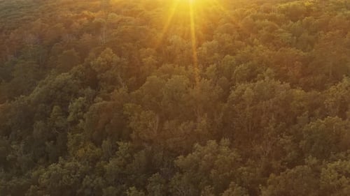 La lumière du soleil illumine la cime des arbres verdoyants dans la forêt