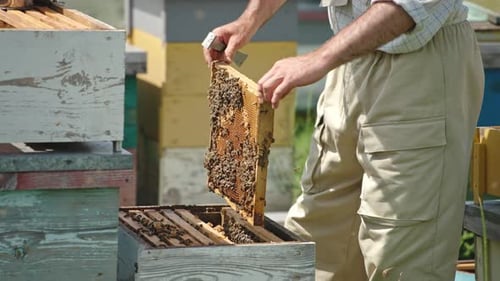 Beekeeper Inspecting Honeycomb Frame at Rural Apiary