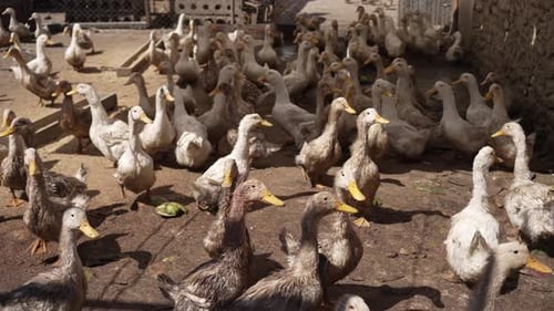 A Large Group of Domestic Ducks Walking Through a Farmyard Poultry Farming Concept