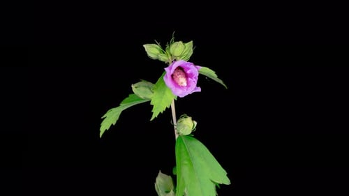 Purple Flower Blooming on Black Background in Time Lapse