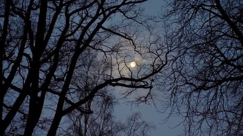 Bare Branches Silhouetted Against Full Moon in Night
