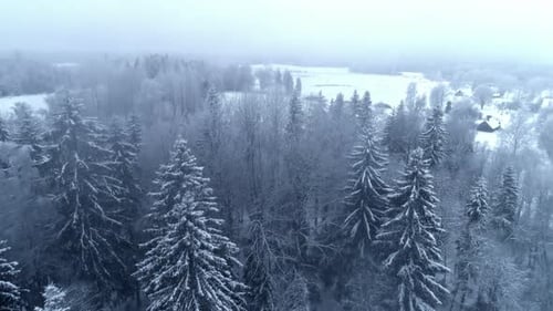 Aerial drone forward moving shot over a path on the outskirts of a coniferous forest covered with wh