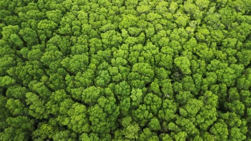 Flying Over Trees In Costa Rica