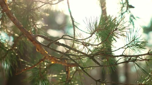 Detailed CloseUp Pine Tree Branch With Pine Needles and Pine Cones
