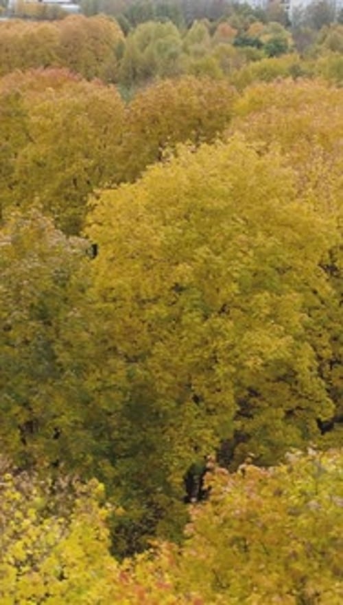 Yellow Red and Green Maple Trees in Autumn Aerial View Vertical Video