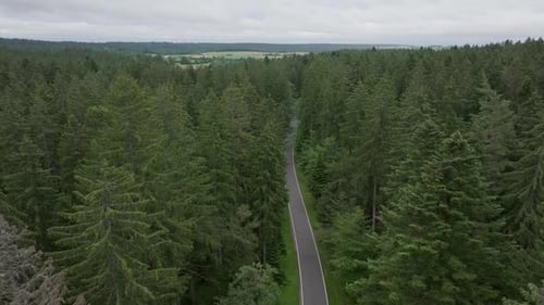 High Aerial Flight Over Forest Road Between Tall Trees