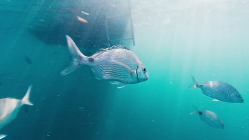 Fish Swim in the Sea Underwater View of the Fish Swimming in the Blue Water