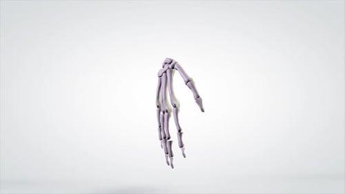 3D Human Hand Skeleton Rotation and Waving Animation