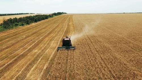 Aerial Drone View Harvester Working in Wheat Field Harvesting Combine Machine Cutting Cultivated