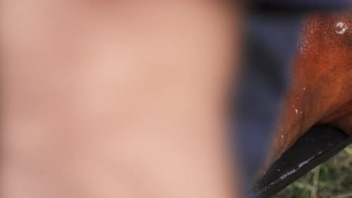 Hog face snout on a table being cleaned for dismembering and butchering - Close up