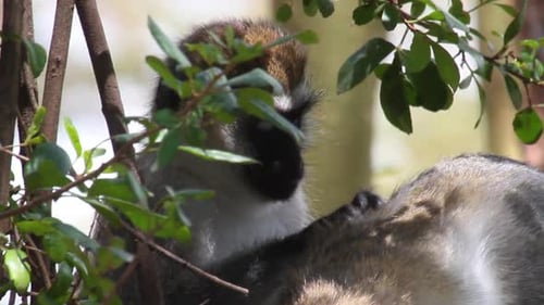 Monkeys Grooming Each Other in Tree Canopy