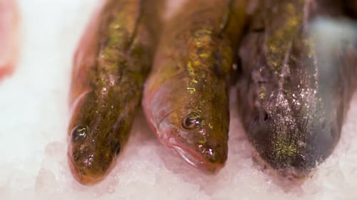 Konzept für Lebensmittelverkauf, Kleinunternehmen und Meeresfrüchte - Fish On Ice