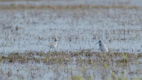 Common greenshank feeding in wetlands flooded meadow during spring migration